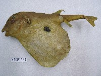 藏品(三齒魨)的圖片